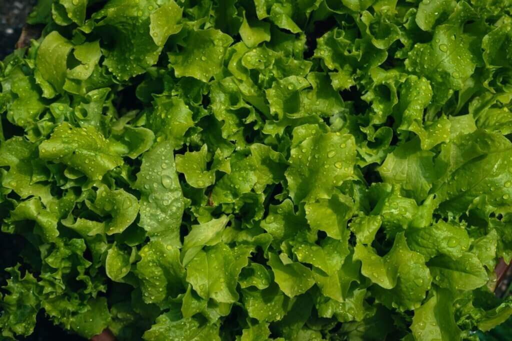 Top Kitchen Hacks For Keeping Lettuce Crisp And Fresh